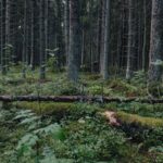 Sablamatk- samblaga ketud mets